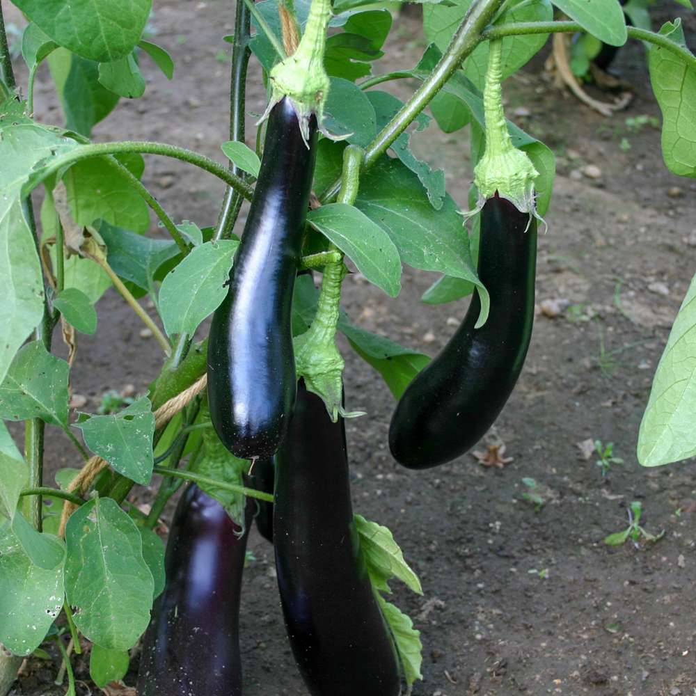 Aubergine 'Violetta Lunga 3' (BIO frö)